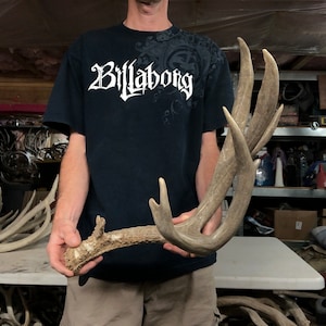 Huge 90-91” mule deer shed antler