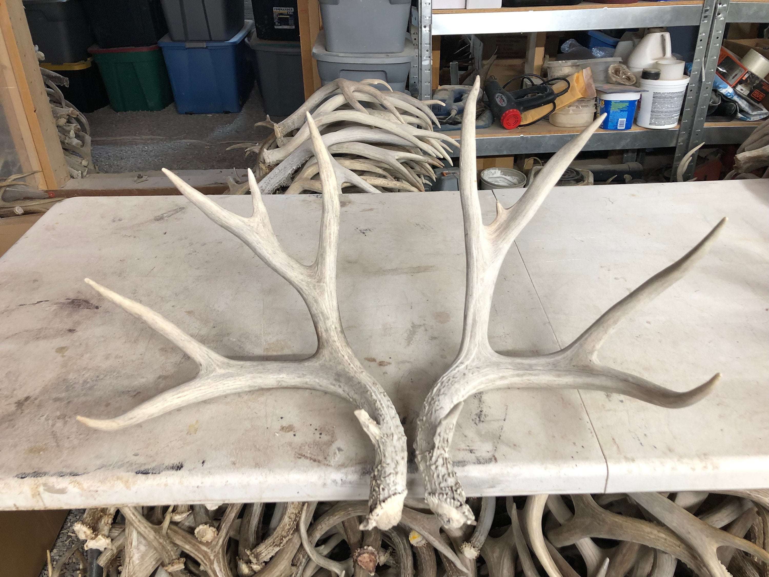 Huge 174-175 Mule Deer Shed Antlers Rack - Etsy