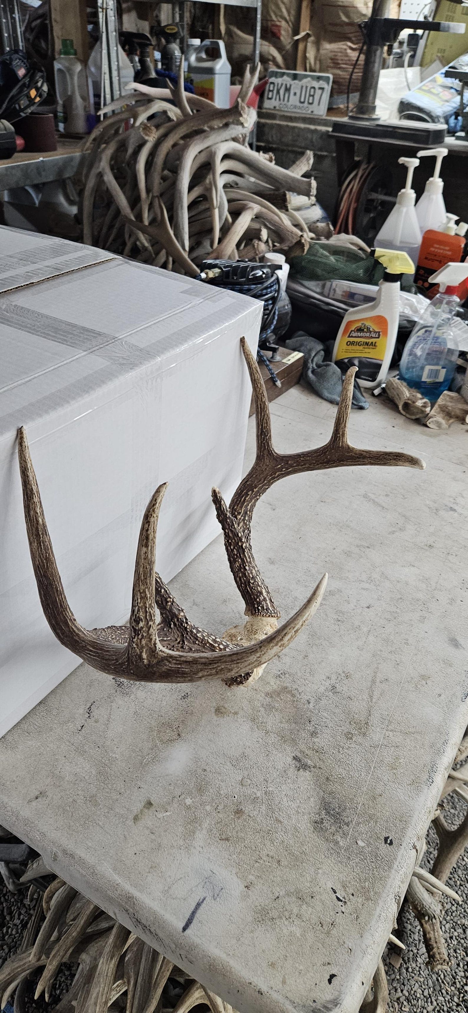 Basket Rack Deer Big Whitetail Deer Rack Shed Antlers - Etsy