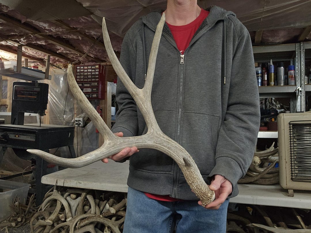 Monster Deer Racks Huge 82
