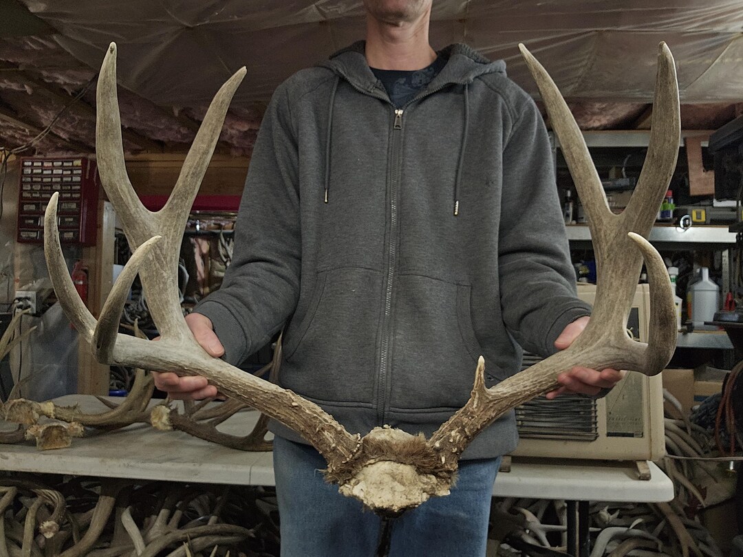 Devil Deer Rack Big Mule Deer Rack - Etsy
