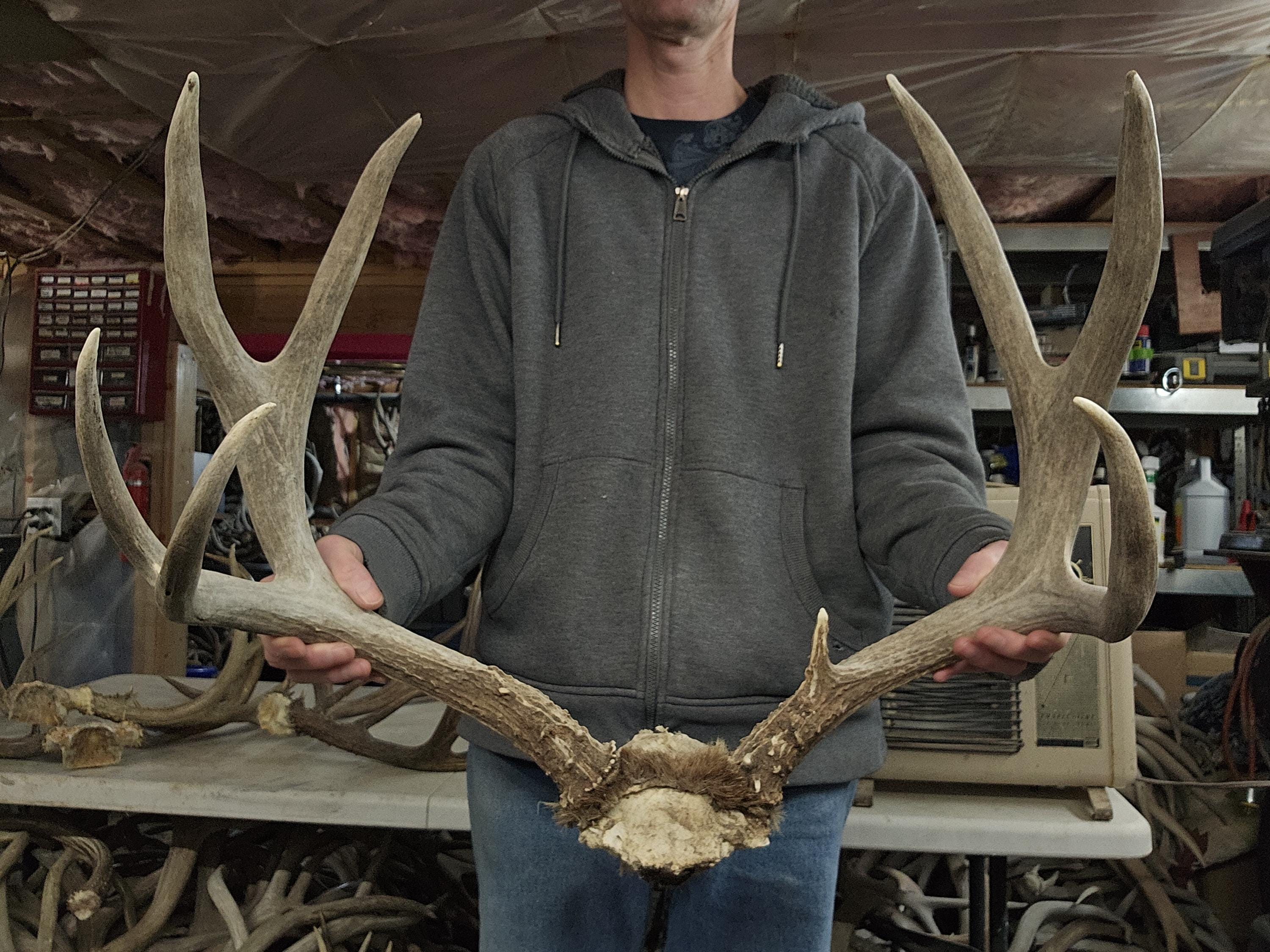 Big Mule Deer Rack - Etsy