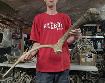 Freak drop tine shed antler