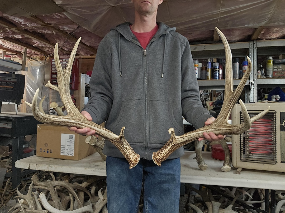 Monster Deer Racks Huge 171