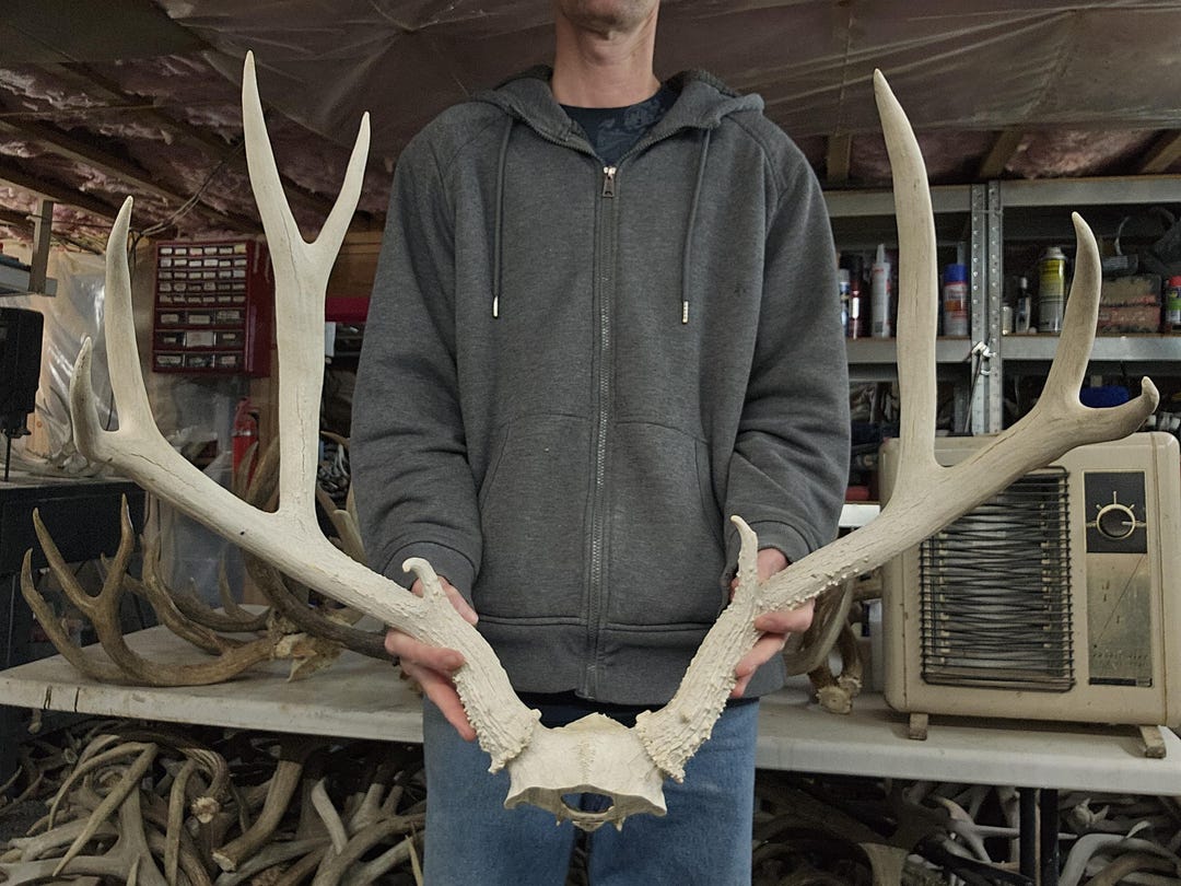 Big Mule Deer Rack - Etsy