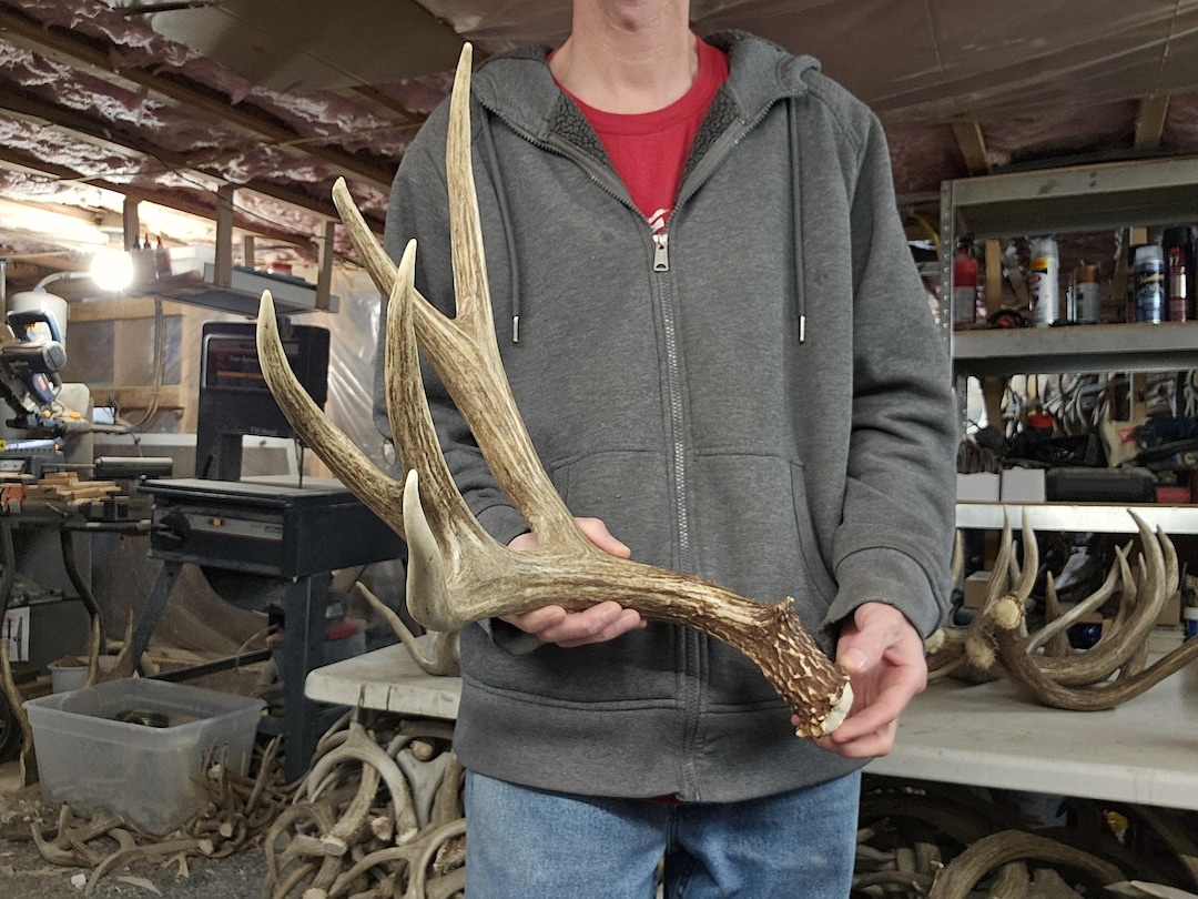 Monster Deer Racks Huge 82