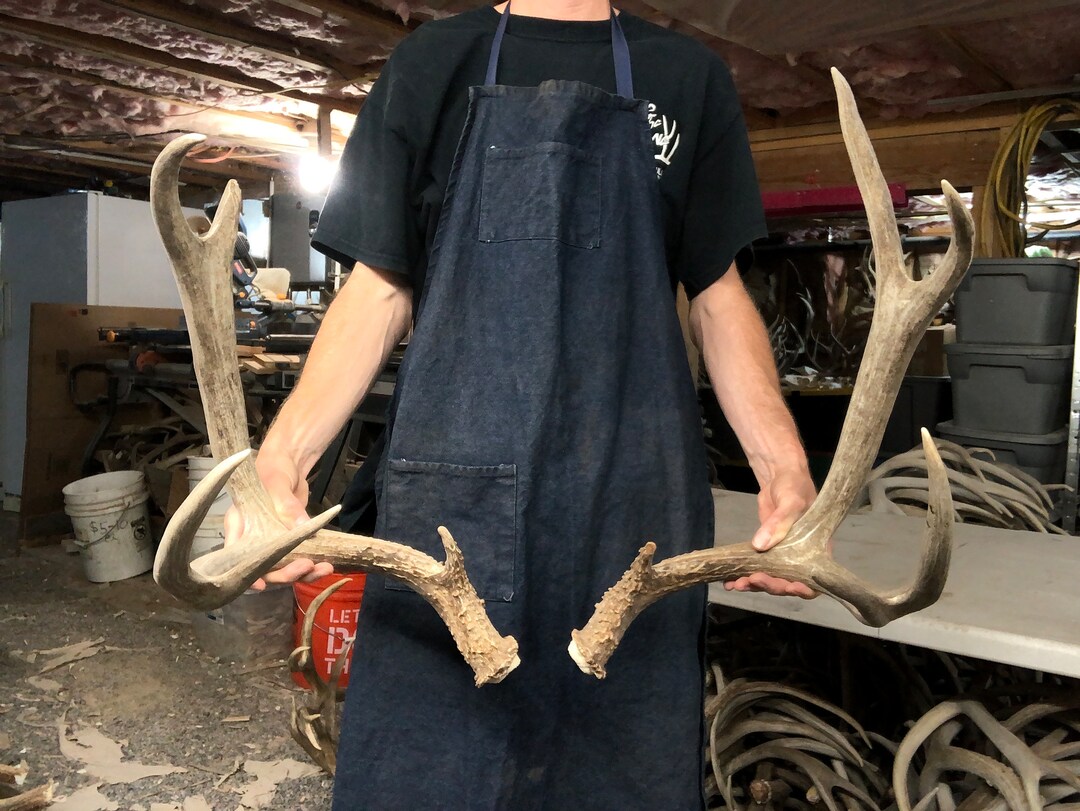 Big Mule Deer Shed Antlers Rack - Etsy