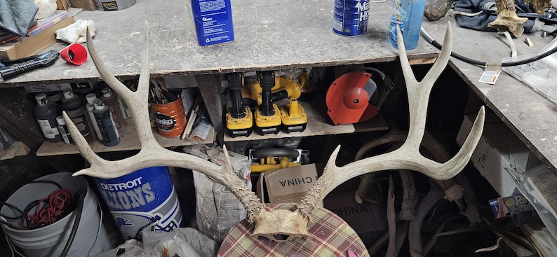 Basket Rack Deer Huge Mule Deer Rack - Etsy