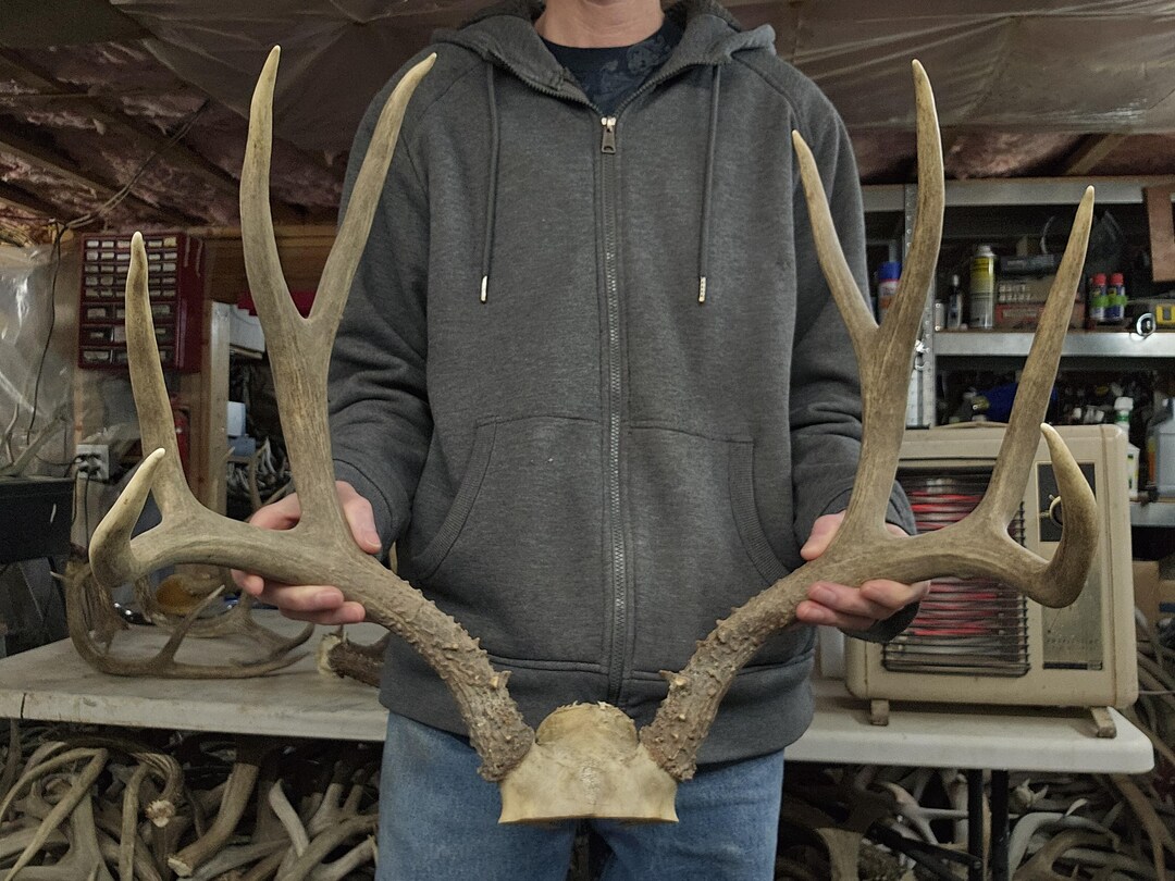 Big Mule Deer Rack - Etsy