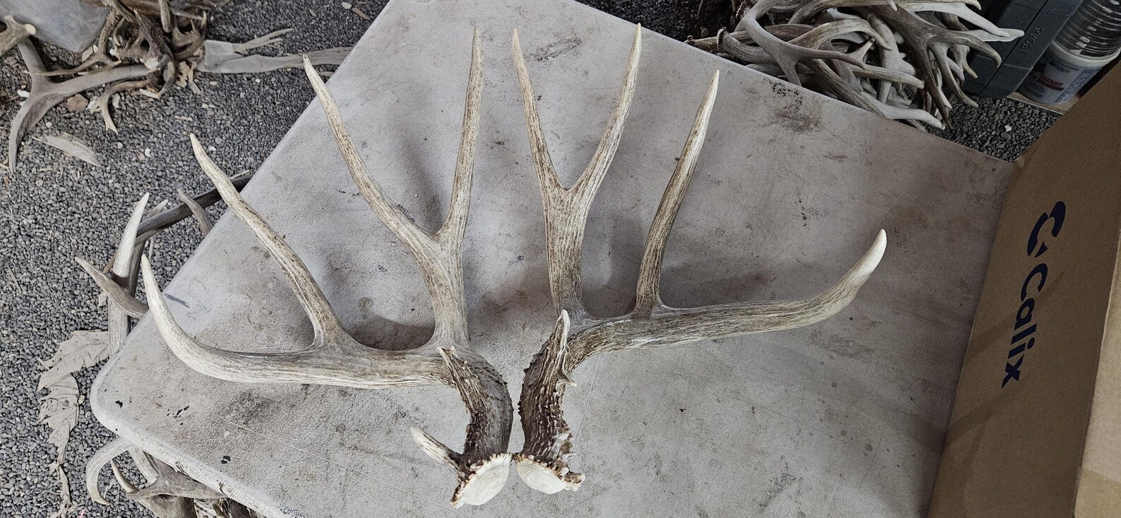 Monster Deer Racks Huge 191” Mule Deer Sheds Antlers Rack - Etsy
