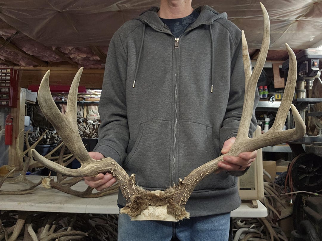 Big Freak Mule Deer Rack - Etsy