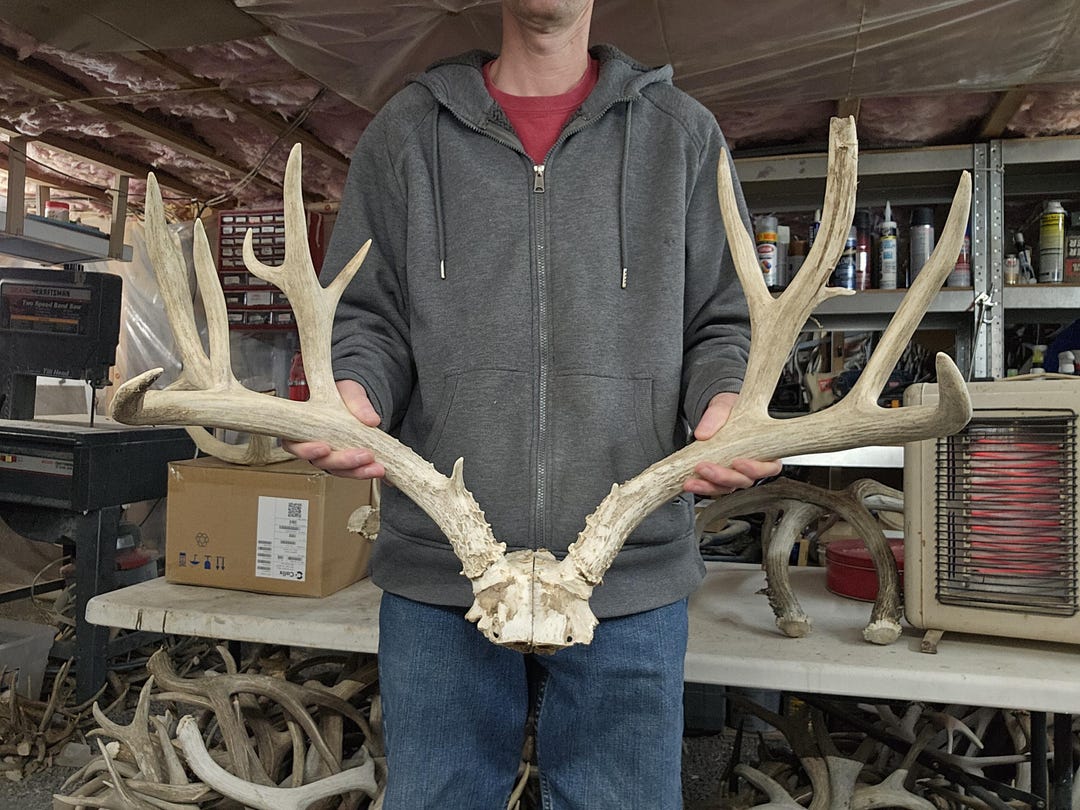 Huge 174” Mule Deer Rack Antlers - Etsy