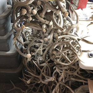 10 lbs of hard white deer antlers