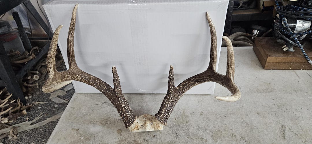 Big Whitetail Deer Rack Shed Antlers - Etsy