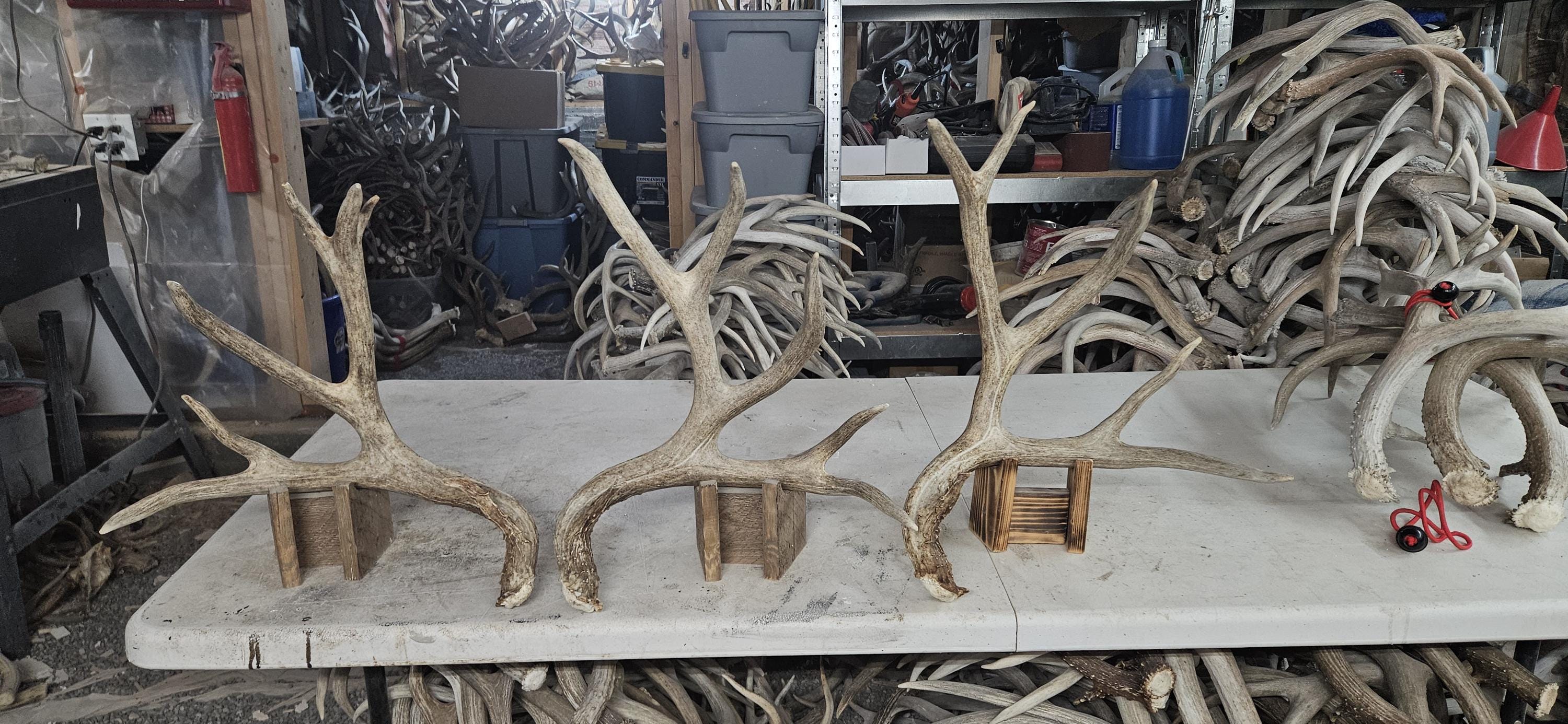 3 Consecutive Mule Deer Sheds Antlers Rack - Etsy