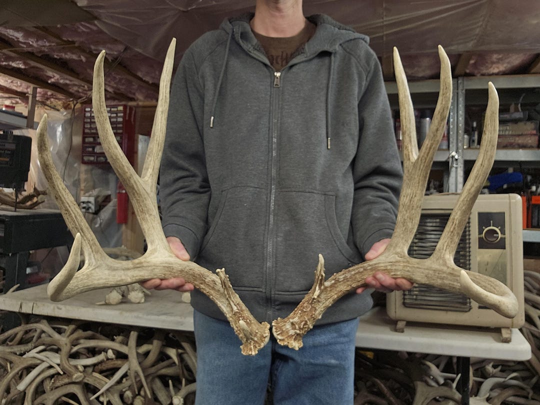 Huge 191” Mule Deer Sheds Antlers Rack - Etsy