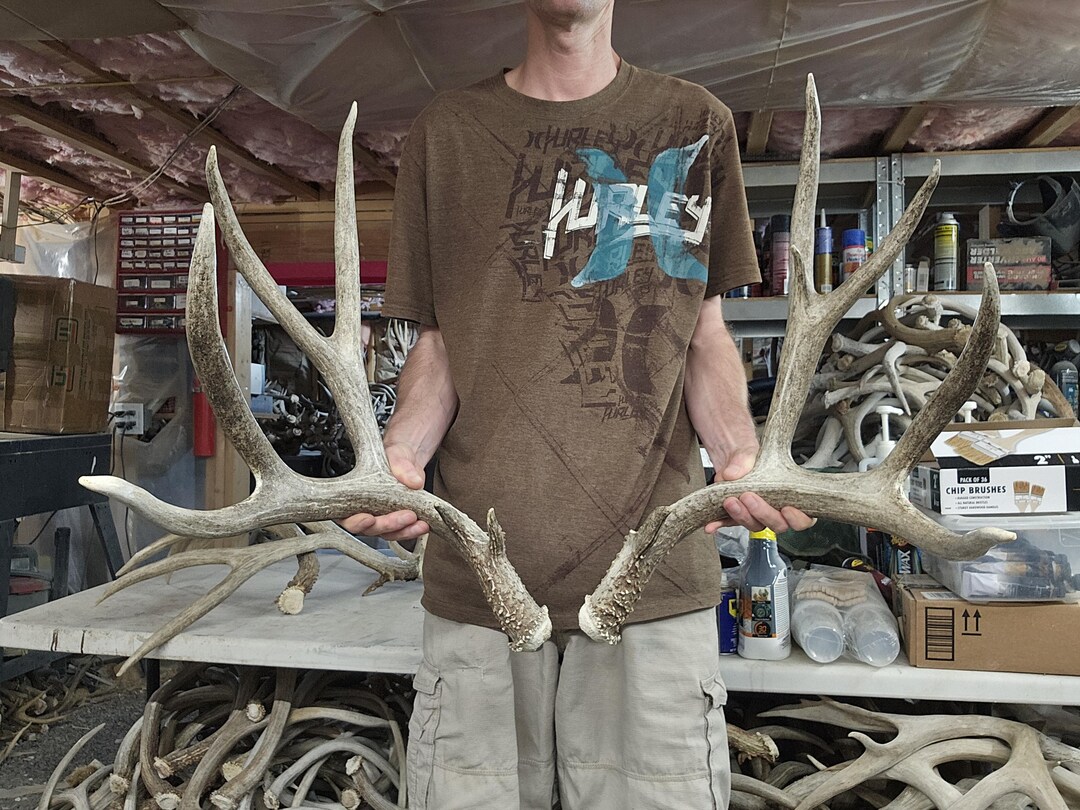 Huge 191” Mule Deer Shed Antlers Rack - Etsy