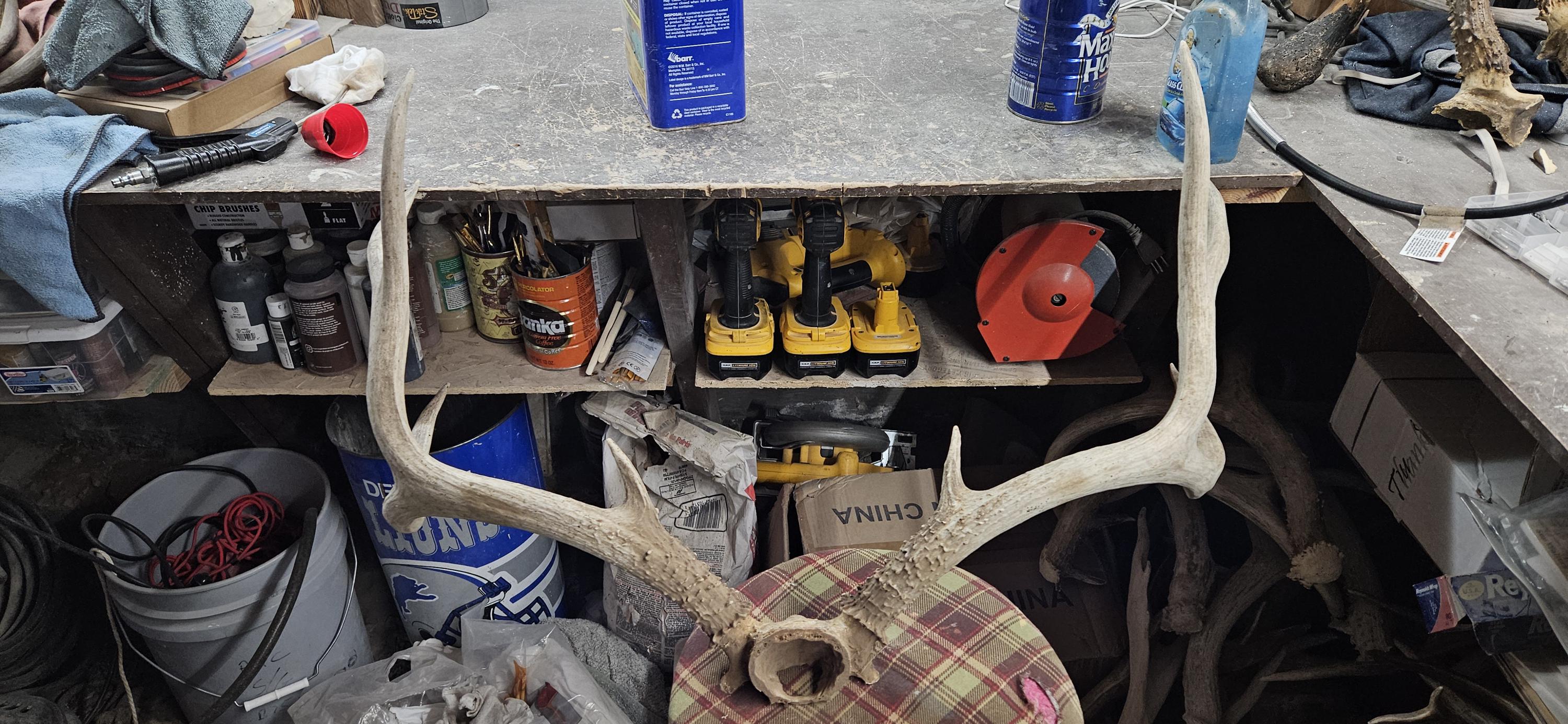 Huge Mule Deer Rack - Etsy