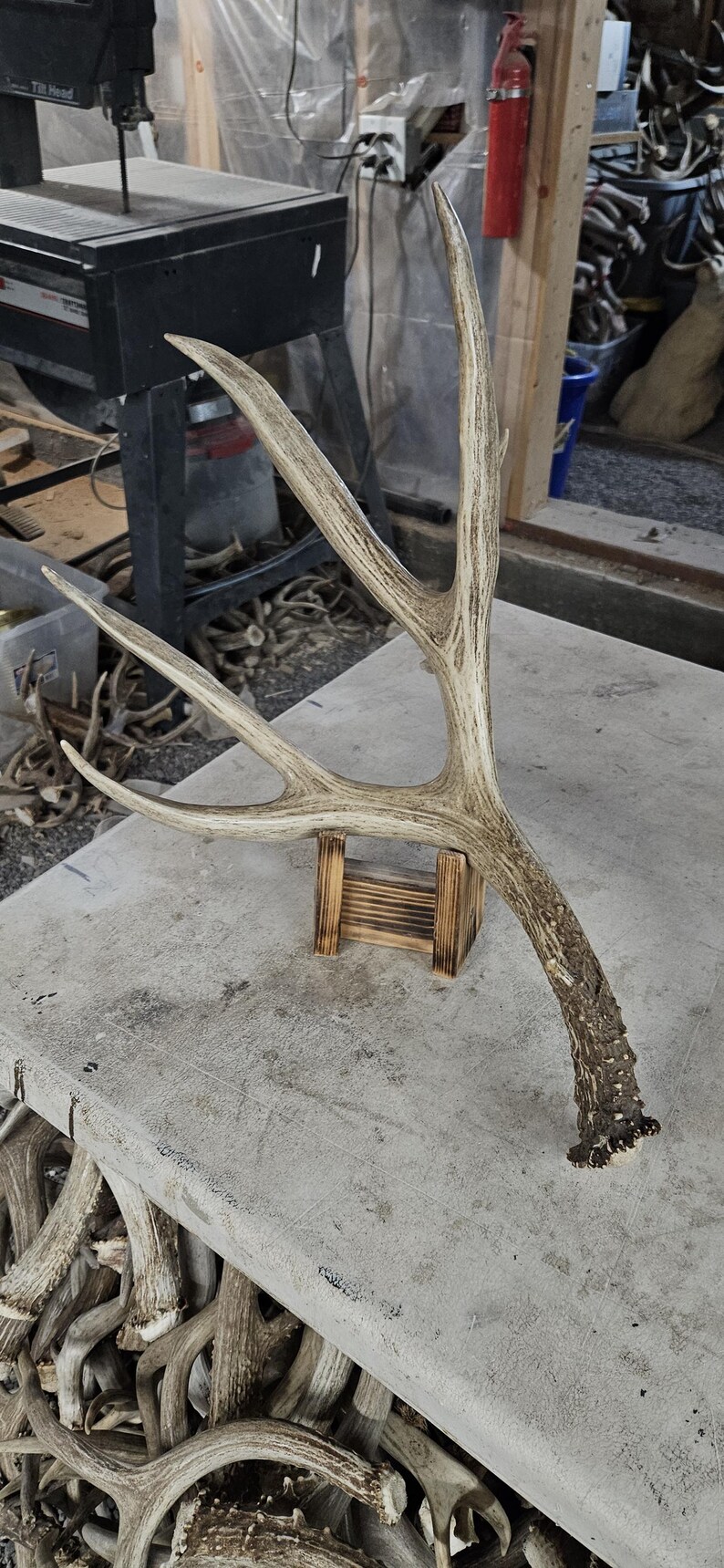 Huge 86” Mule Deer Shed Antlers Rack - Etsy