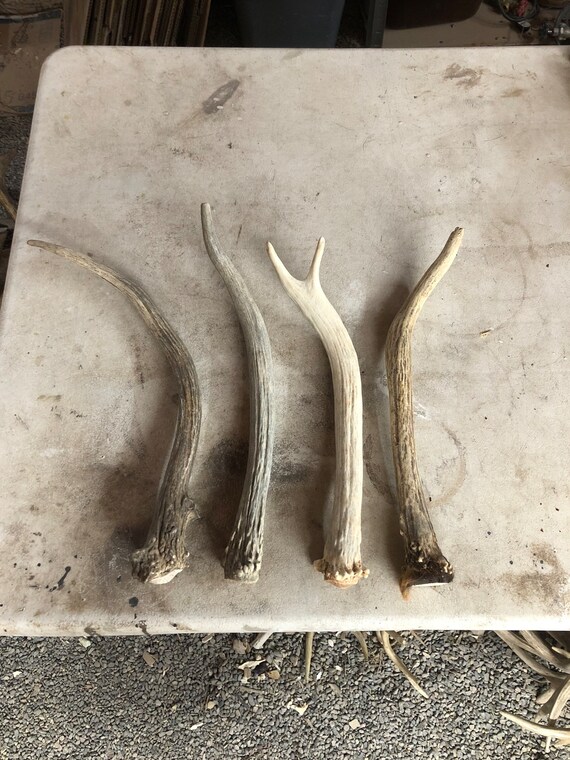 4 Brown Spike Elk Antlers Etsy