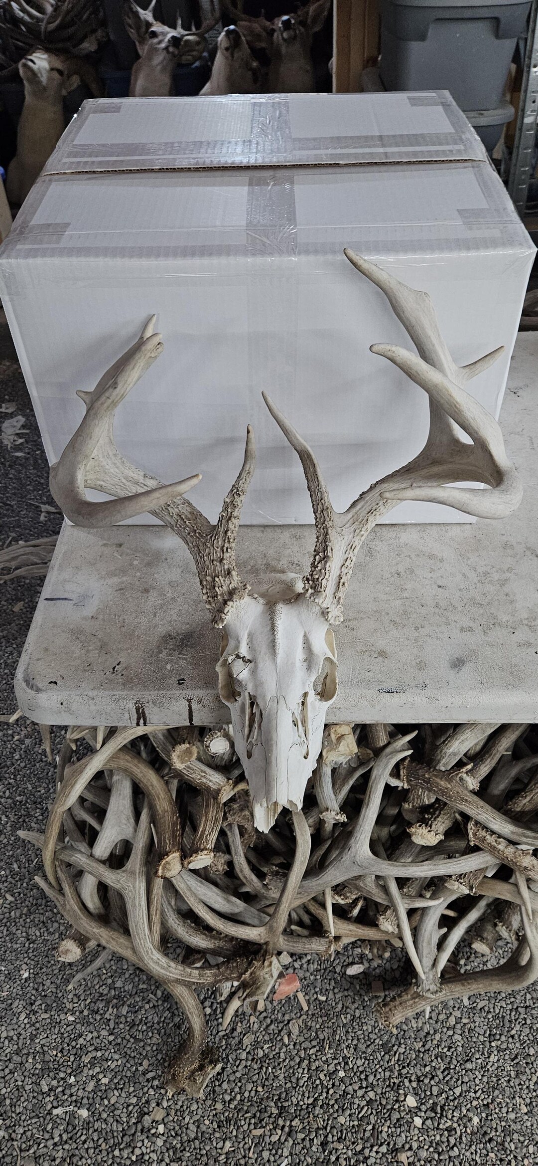 Big Whitetail Deer Rack Shed Antlers - Etsy