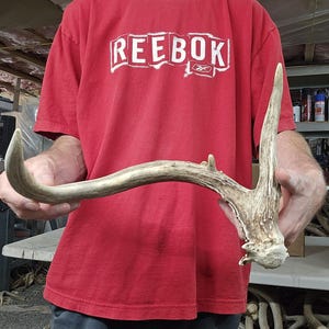 Freak brown whitetail deer shed antler