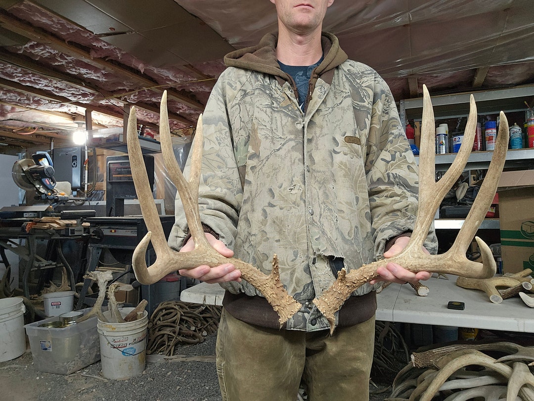 Big Mule Deer Antlers Rack - Etsy