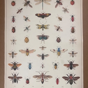 Historia natural Insectos Collage Póster Errores Ilustración francesa Niños Arte infantil niños niños