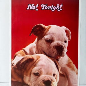 Op de afbeelding: Een poster met twee Engelse bulldogpuppy's op een rode achtergrond. De puppy's hebben witte en bruine vlekken. De roze tekst bovenaan luidt "Not Tonight".