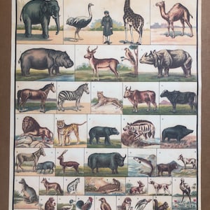 Les Animals Poster Collage Ilustración Animal Habitación Niños Educación Infantil