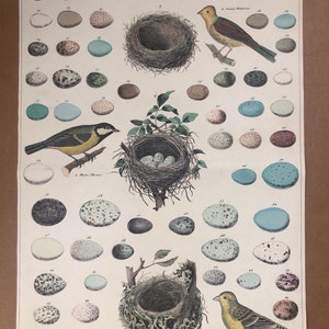 Póster de nidos de huevos de pájaros de historia natural Collage de animales de estilo Vintage 2012 carteles de nidos de pájaros
