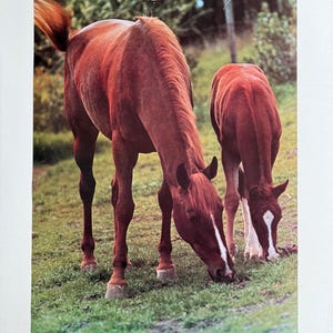 Cartel vintage de caballos, playa, carrera de caballos, gente, animales de los años 80, animales de granja, madre y bebé.