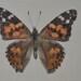 see more listings in the Butterfly cross stitch section