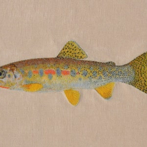Oncorhynchus clarkii lewisi or Westslope Cutthroat Trout, Mill Creek morph