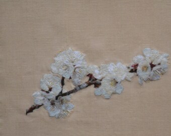Prunus armeniaca or Apricot blossoms