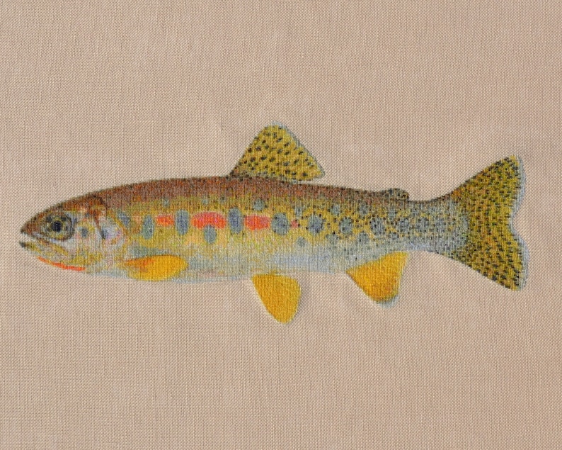 Mill Creek morph Oncorhynchus clarkii lewisi or Westslope Cutthroat Trout