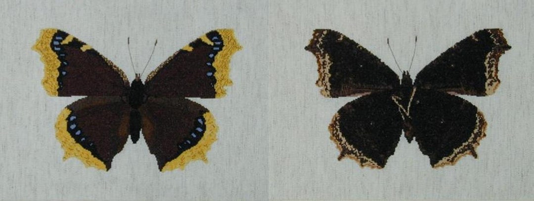 Nymphalis Antiopa or Mourning Cloak Butterfly, Front and Back - Etsy