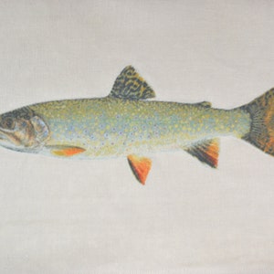 May include: A detailed illustration of a brown trout with orange fins and a white background.