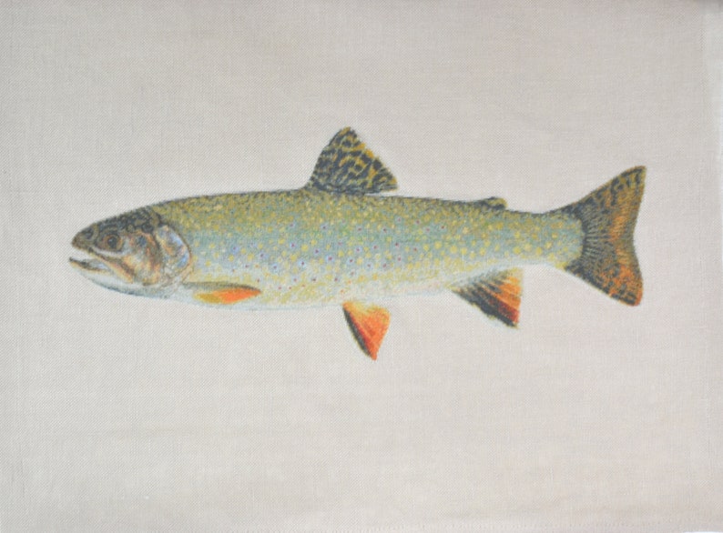 Salvelinus fontinalis or Eastern Brook Trout, female image 1