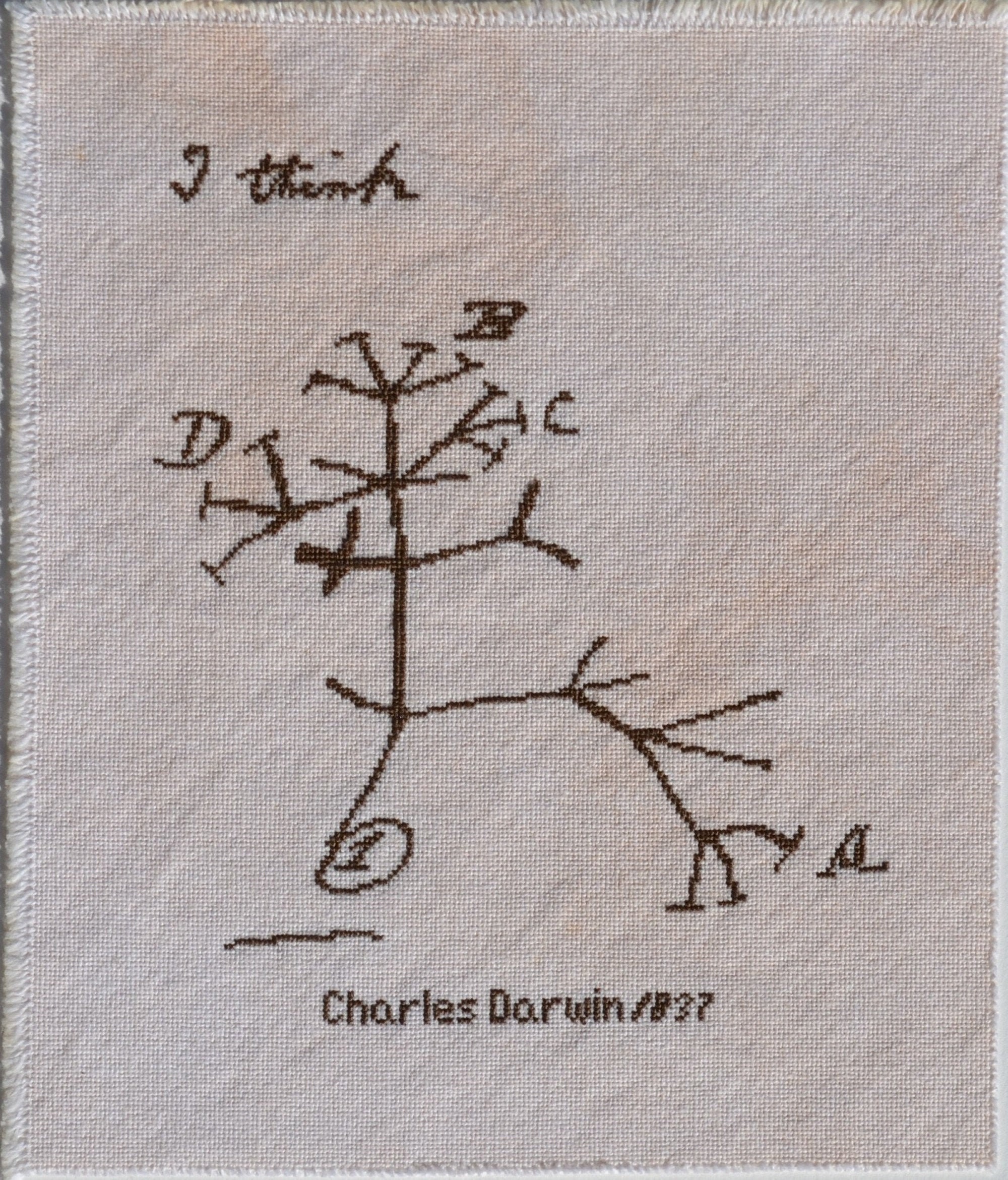 Darwin's Tree of Life Etsy