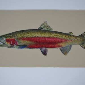 Onchorhynchus mykiss gairdneri, South Fork Steelhead, male