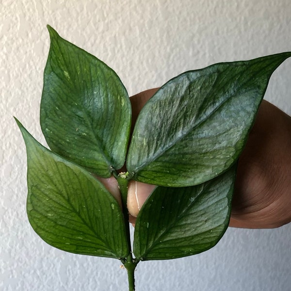 Hoya Polyneura "Fishtail" cutting (PLS READ DESCRIPTION)