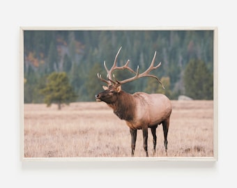 May include: A large, brown elk with a large set of antlers stands in a field of dry grass. The elk is looking to the left of the image. The background is a blurry forest.