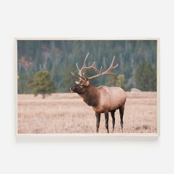 Colorado Elk Print, Western Wall Art, Woodland Animal, Deer Wall Art, Elk Photography, Nature Print, Western Landscape