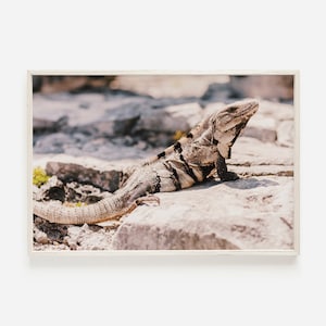 Mexico Iguana Poster, Tulum Wildlife Print, Lizard Wall Art, Jungle Reptile Printable, Tulum Mexico, Iguana Digital Print, Animal Photograph