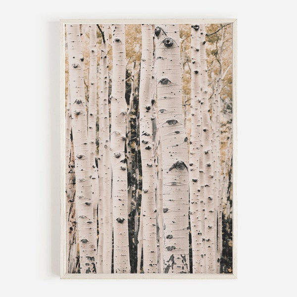 Birch Tree Print, Nature Photography, Aspen Trees, Forest Wall Art, Colorado Forest Print, Woodland Wall Art