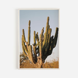Sonnenuntergang-Kaktus-Wandkunst, Mexiko-Kaktus-Poster, Goldene Stunde-Wüstenlandschaft, Südwestästhetik, Wüstenpflanzenflora, Mexiko-Kaktusfotografie