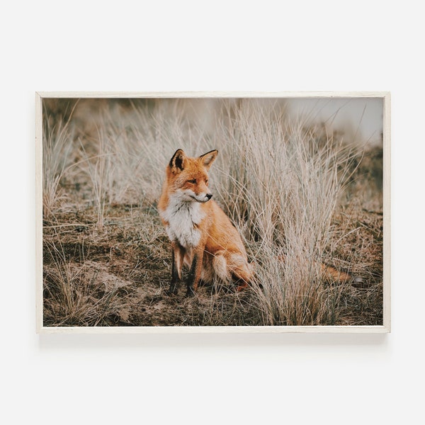 Fox in Field Wall Art, Wildlife Photography, Fox Wall Art Print, Rustic Home Decor, Fox Printable, Western Decor