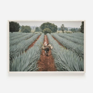 May include: A person walks down a dirt path in a field of agave plants, carrying bundles of agave on a donkey.