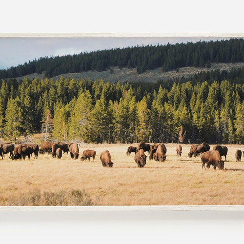 Printable Bison Wall Art Buffalo Print Western Prints Bison Etsy